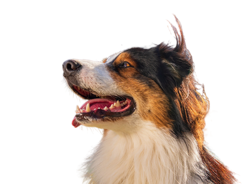 Наша работа о ваших питомцах забота!