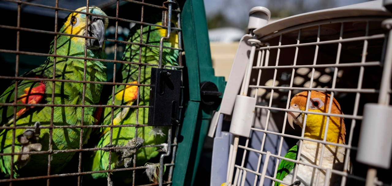 Доставка Животных