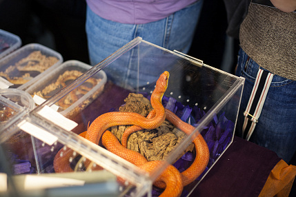 Импорт Рыб, Растений и Рептилий