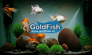 Gold Fish